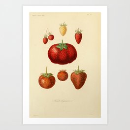 Fruit légumières, berries (1870) Art Print