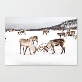 Playing Reindeers In Snow In Tromsø | North Of Norway Photo | Travel Photography Art Print Canvas Print