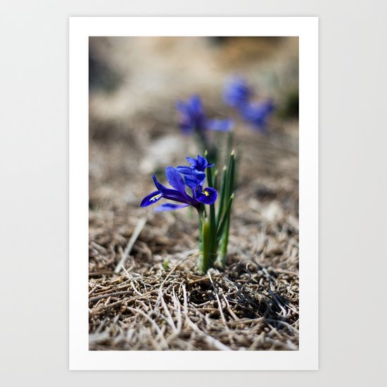 Mini Iris Art Print