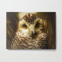 Little Owl Metal Print | Wildanimal, Strigidae, Owlofathena, Owlofminerva, Athenenoctua, Littleowl, Birdportrait, Lukefranklindesigns, Photo, Bird 