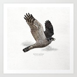 Northern goshawk scientific illustration art print Art Print | Drawing, Nature, Raptor, Falcon, Dark, Realistic, Hawk, Birding, Animal, Muted 