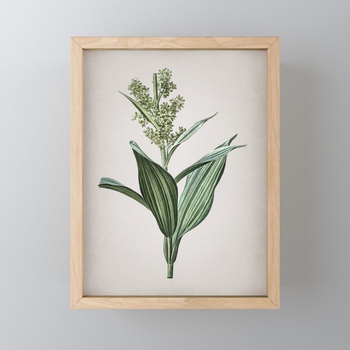 Vintage False Helleborine Botanical on Parchment Framed Mini Art Print