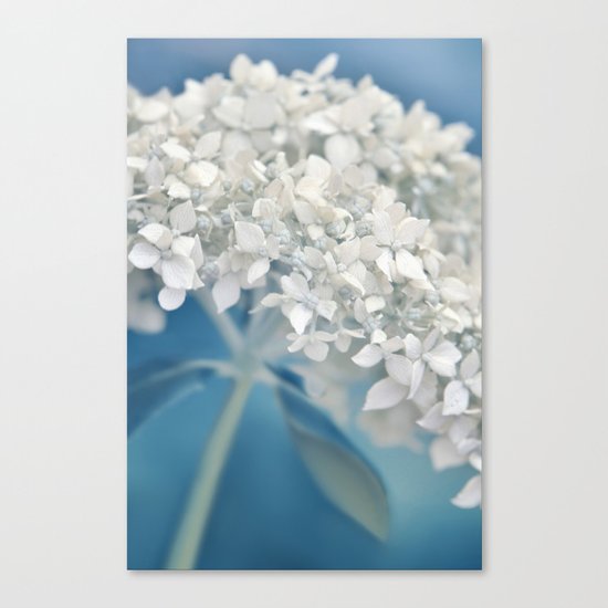 Beautiful White Hydrangea 276 Canvas Print