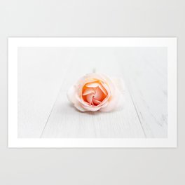 White Rose #5 Art Print