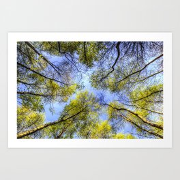 The Forest Canopy Art Print