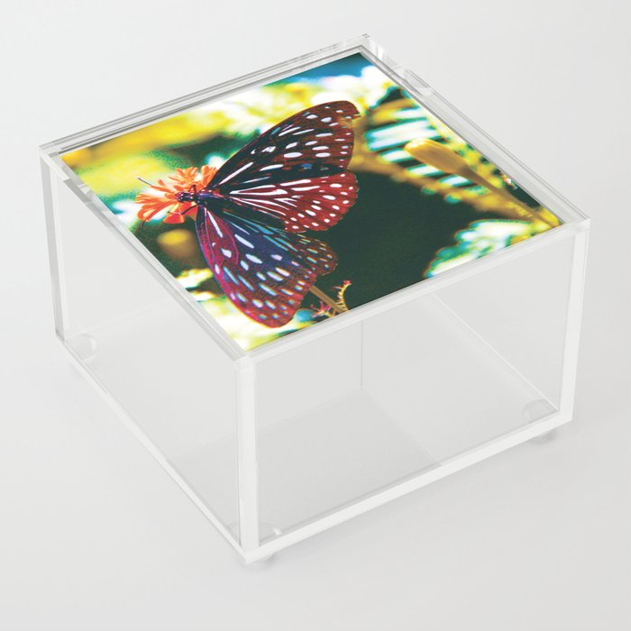 Exotic Black Spotted Butterfly Acrylic Box