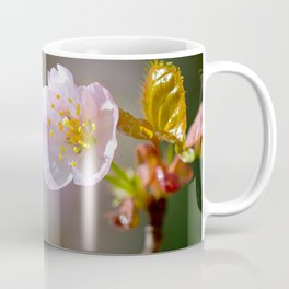 A Fresh Sakura Flower And A Bud. Misty Background Coffee Mug