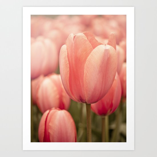 Tulips Art Print