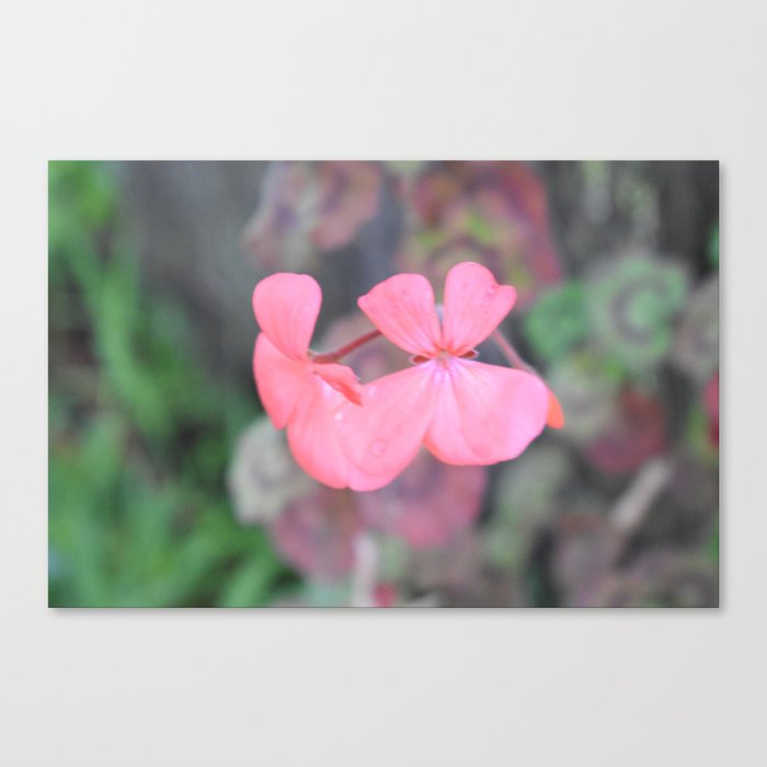 Pink Geranium Canvas Print