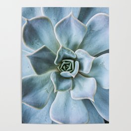  Plant nature with a lot of texture, blue. Macro photography. Minimalist photo print. Poster