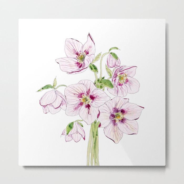 pink hellebores flower watercolor  Metal Print