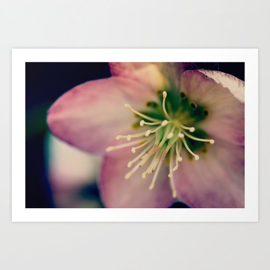Helleborus - JUSTART © Art Print