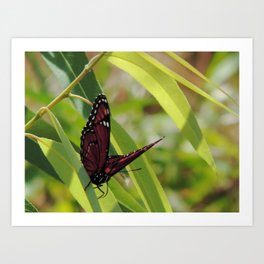 Butterfly on the woods #2 Art Print