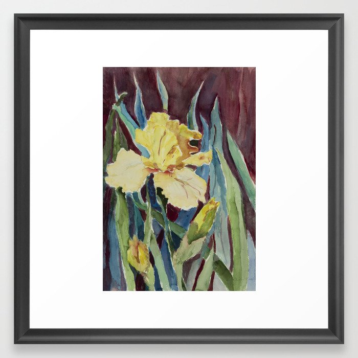 Yellow Iris Framed Art Print