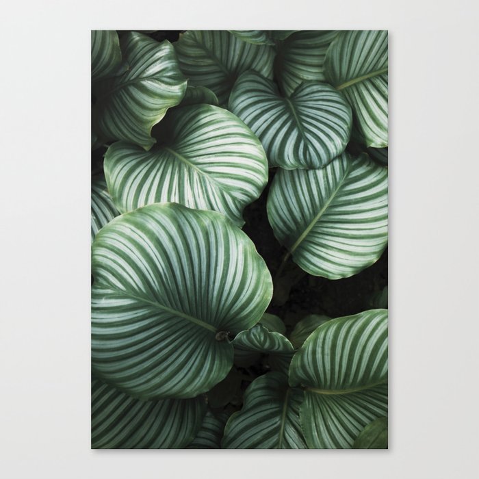 Green Tropical Leaves Canvas Print