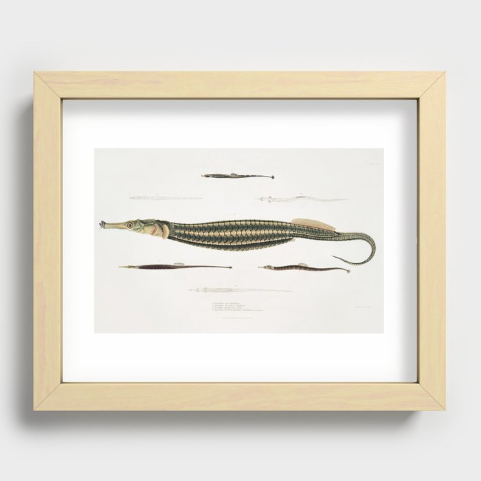 1. Carce Pipe Fish (Syngnathus Carce); 2. Banded Pipe Fish (Syngnathus faciatus); 3. Harwicke's Pipe Recessed Framed Print