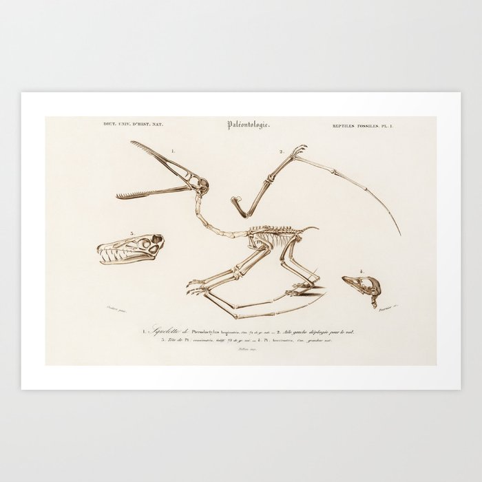 Pterosaur (Pterodactylus) illustrated by Charles Dessalines D' Orbigny (1806-1876). Art Print