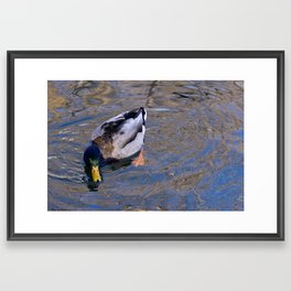 Mallard Duck in Water and Light Framed Art Print