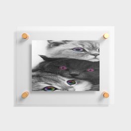 Cuddly Cats Floating Acrylic Print
