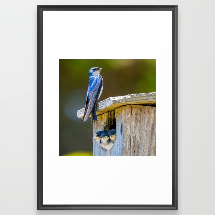 Swallow Family on a Box Nest - square image Framed Art Print