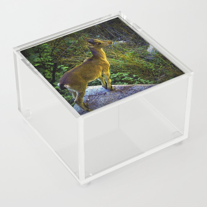 little goat Acrylic Box