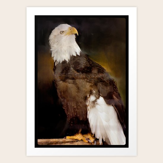 American Eagle Art Print