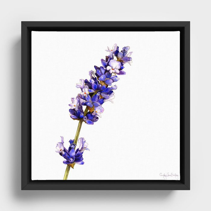 Mediterranean Lavender on White Framed Canvas