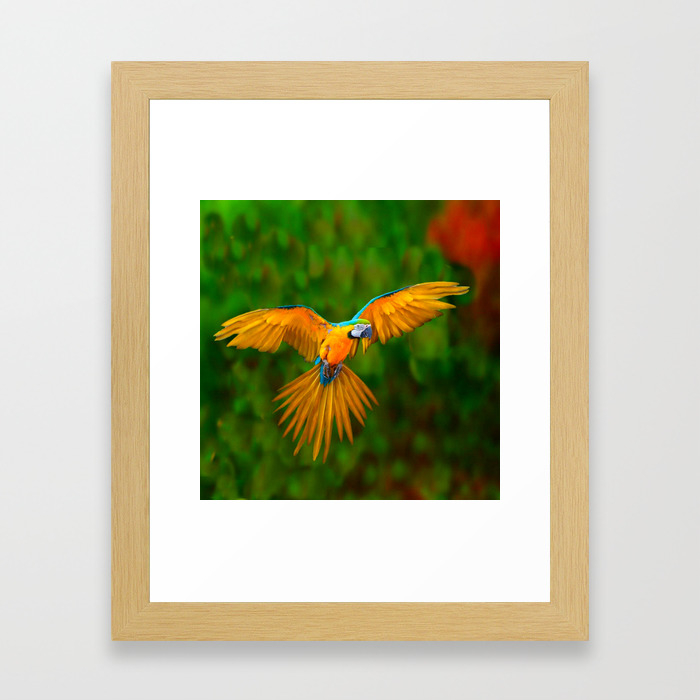 Flying Golden Blue Macaw Parrot Green Art Framed Art Print