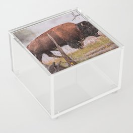 Buffalo In Rain Yellowstone National Park Wildlife Photography Print Acrylic Box