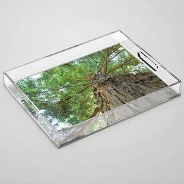 Up (Photograph of Tall Tree)  Acrylic Tray