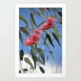 Eucalyptus Silver Princess Blossoms III Art Print | Flora, Australian, Digital, Caesia, Mallee, Native, Blossom, Eucalyptus, Photo, Blossoms 