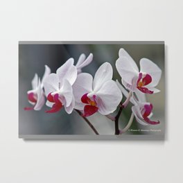 Phalaenopsis Orchid Metal Print | Orchids, Phalaenopsisorchid, Plants, Color, Photo, Digital, Orchid 