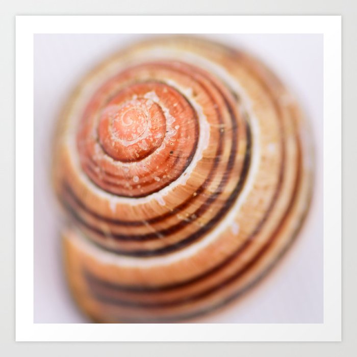 Snail Shell Art Print