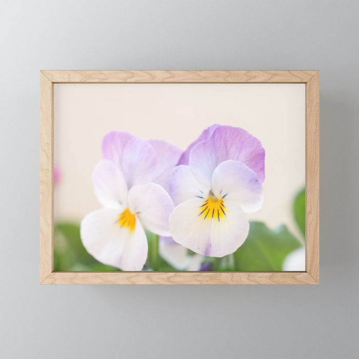 Spring Love #1 - Soft violet-white Pansies #decor #art #society6 Framed Mini Art Print