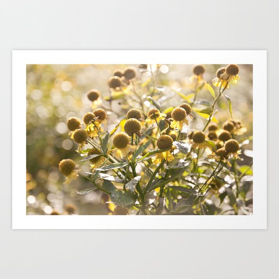 Flowers in Mt. Rogers, Virginia Art Print