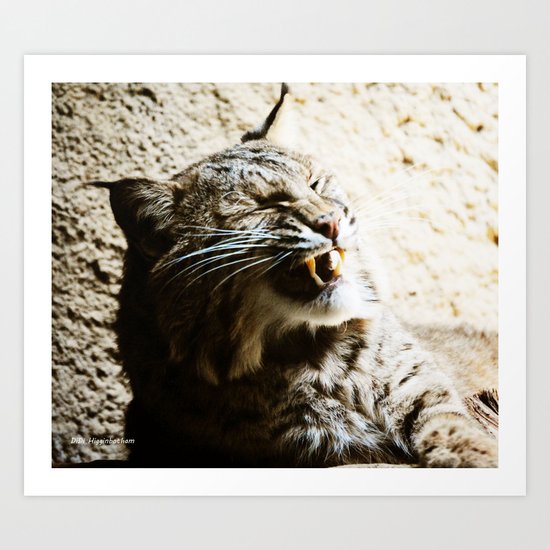 Catterwalling Art Print
