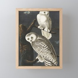 Snowy Owl from Birds of America (1827) by John James Audubon Framed Mini Art Print