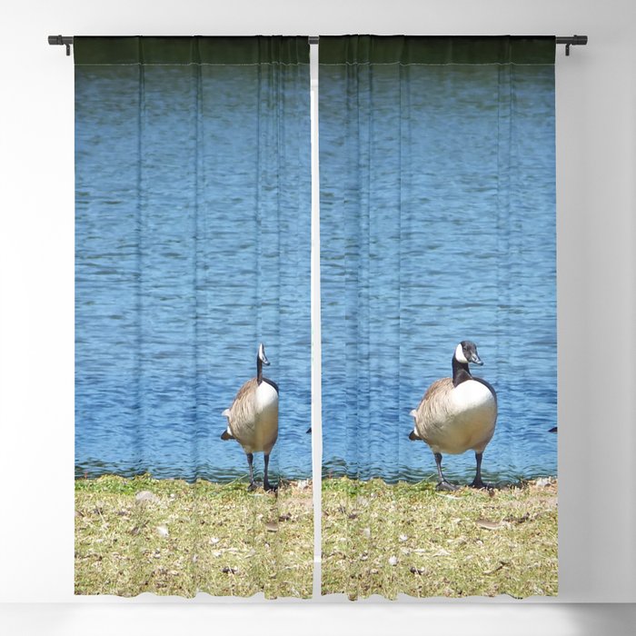 Canada Geese Blackout Curtain