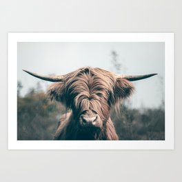 Highland cow portrait Art Print