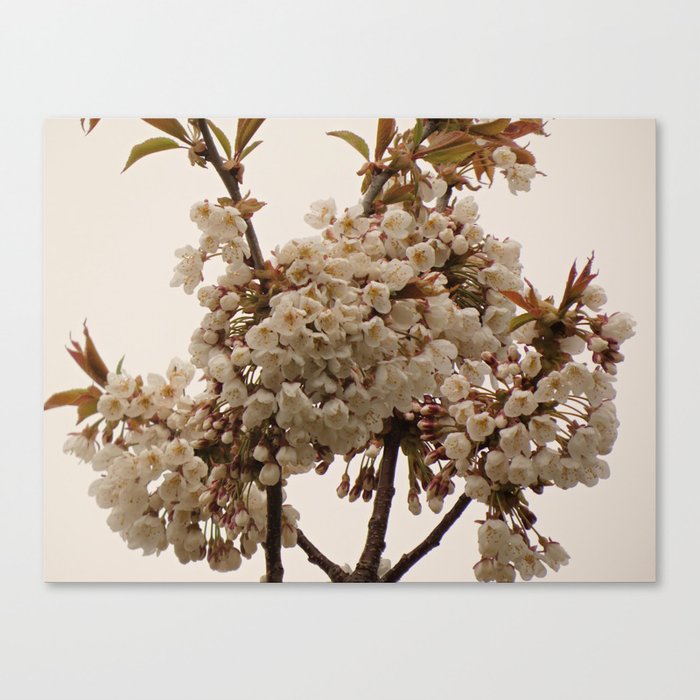 Scottish Highlands White Cherry Blossoms with a Pale Sky Background Canvas Print