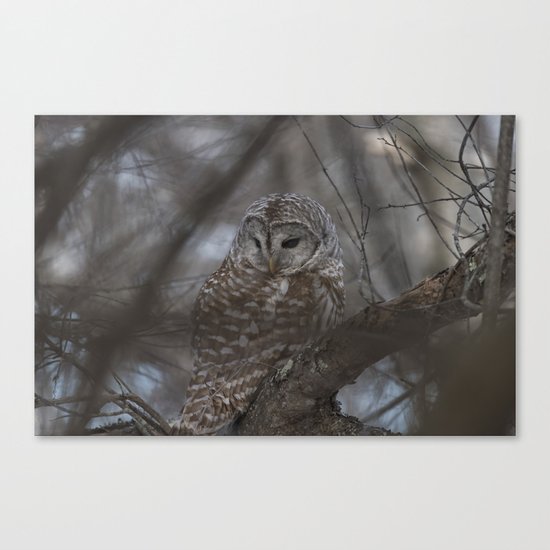 Barred Owl Canvas Print