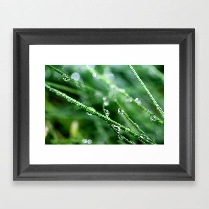 Droplets and Green Grass (macro rain)  Framed Art Print