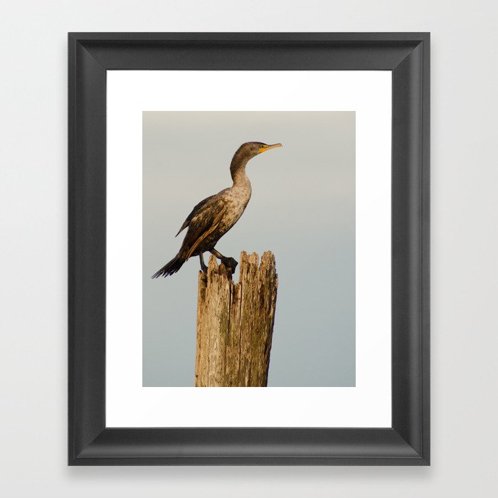 Double Crested Cormorant Animal / Wildlife Photograph Framed Art Print