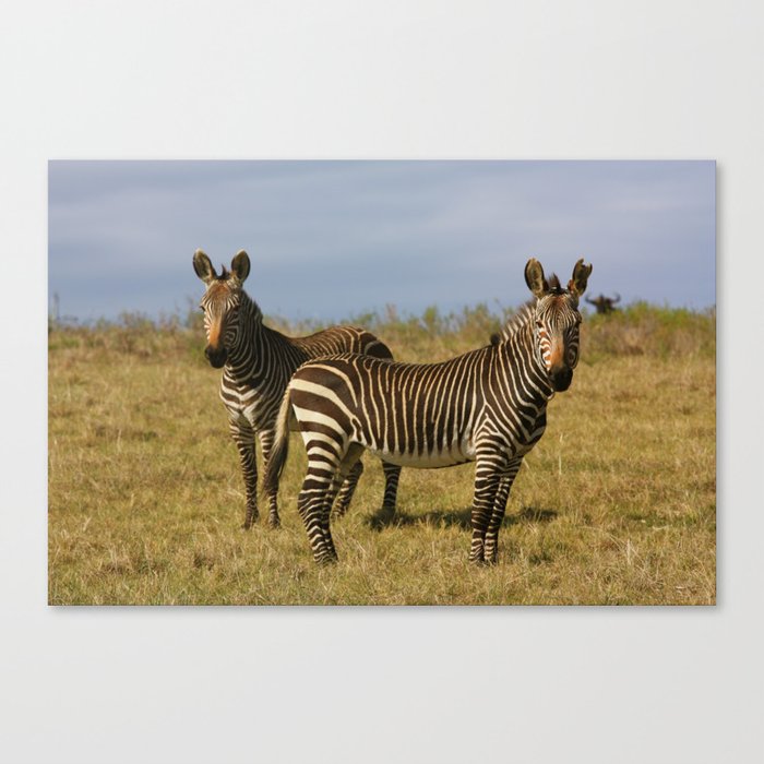 Mountain Zebras Canvas Print