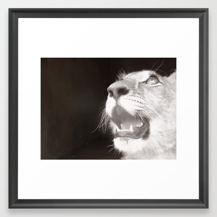 Lion Cub 2 Framed Art Print