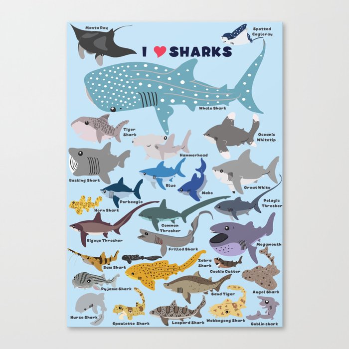 I Heart Sharks Canvas Print