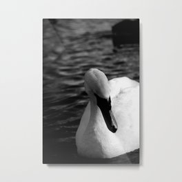 Swan #2 Metal Print
