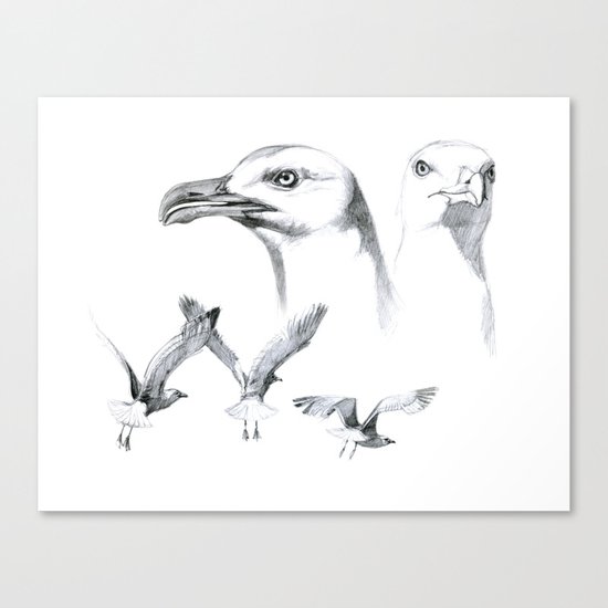Great Black-backed Gull - Larus marinus SK043 Canvas Print