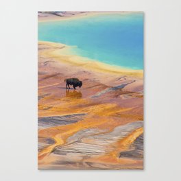 Bison and Grand Prismatic Hot Spring at Yellowstone National Park Canvas Print