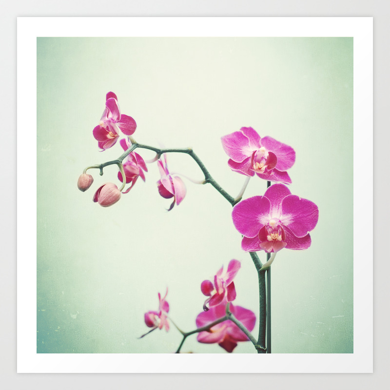 Orchid Flower Photography Pink Mint Floral Art Orchids Floral Photo Botanical Nature Art Art Print By Carolyncochrane Society6